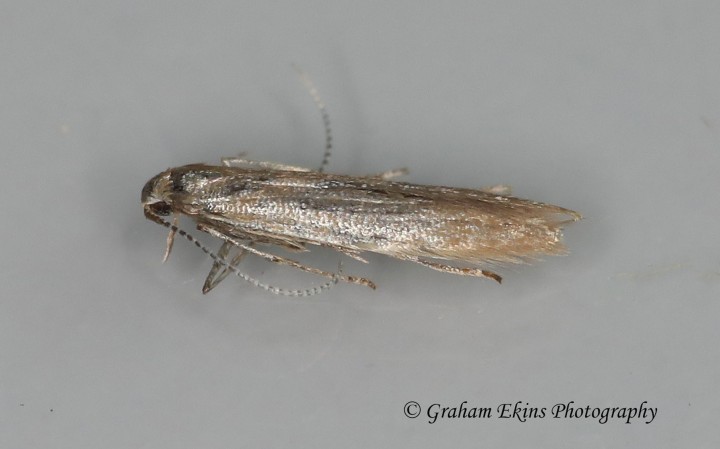 Coleophora caespititiella 2 GD Copyright: Graham Ekins