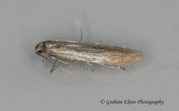 Coleophora caespititiella 2 GD Copyright: Graham Ekins