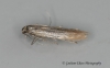 Coleophora caespititiella 2 GD