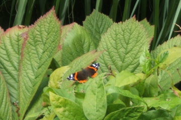 Red Admiral Copyright: Peter Pearson