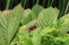 Red Admiral Copyright: Peter Pearson