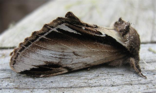 Lesser Swallow Prominent. Copyright: Stephen Rolls