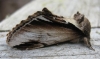 Lesser Swallow Prominent. Copyright: Stephen Rolls