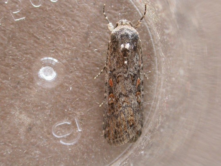 Small Mottled Willow 3 Copyright: Clive Atkins