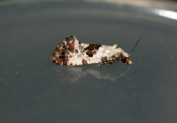 Cochylis hybridella 2 Copyright: Ben Sale