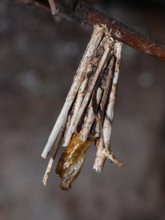 Psyche caster larval case after moth emergence Copyright: Peter Furze