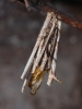 Psyche caster larval case after moth emergence