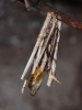 Psyche caster larval case after moth emergence Copyright: Peter Furze