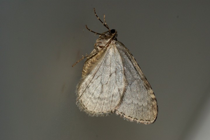 November Moth agg. Copyright: Ben Sale