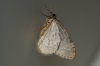 November Moth agg.