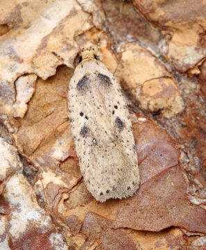 Agonopterix yeatiana 1 Copyright: Ben Sale