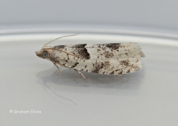 Epinotia bilunana Copyright: Graham Ekins