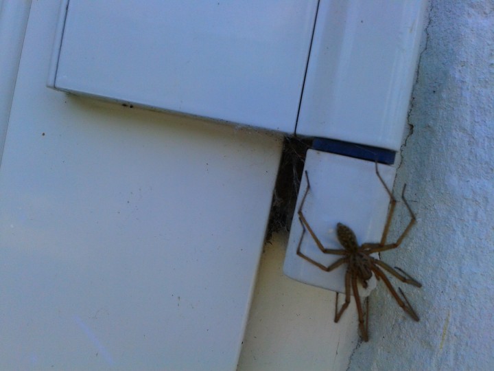 Tegenaria gigantea August 2014 garden Copyright: Joel Benson