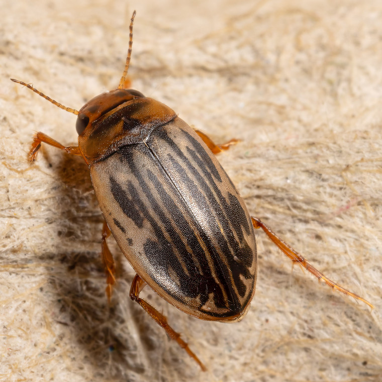 Hygrotus parallellogrammus Copyright: Bill Crooks