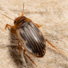 Hygrotus parallellogrammus