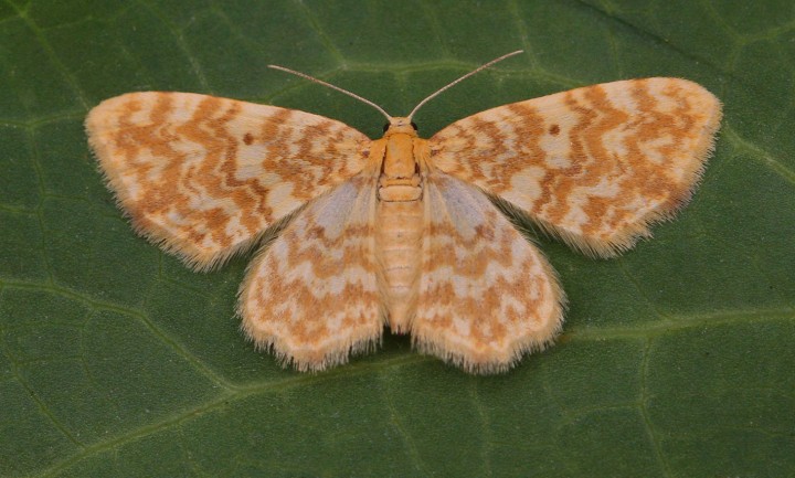 Small Yellow Wave Hydrelia flammeolaria Copyright: Graham Ekins