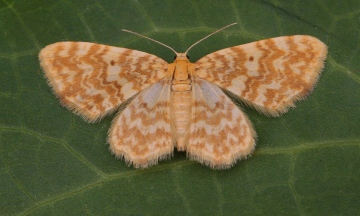 Small Yellow Wave Hydrelia flammeolaria Copyright: Graham Ekins