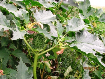 Thorn Apple Copyright: Graham Smith