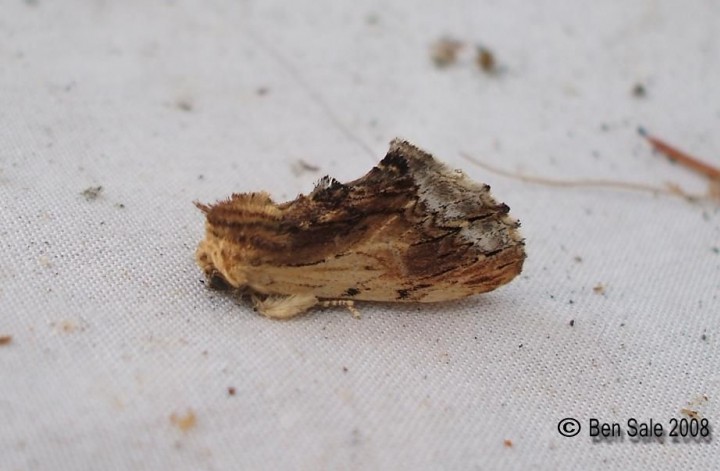 Maple Prominent 2 Copyright: Ben Sale