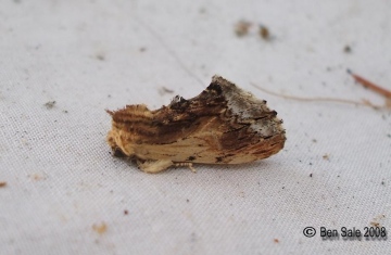 Maple Prominent 2 Copyright: Ben Sale