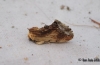 Maple Prominent 2