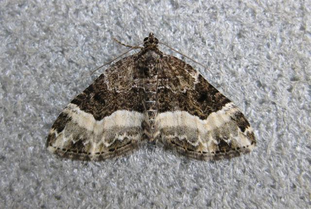 Cloaked Carpet. Copyright: Stephen Rolls