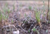 Littlebrook Lakes-lichen heath 