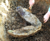 Excavating Mammoth Mandible Wrabness detail 