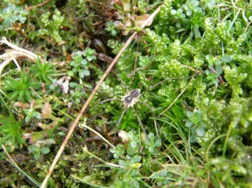 Unknown harvestman Copyright: Sue Grayston