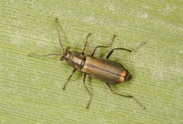 Clanoptilus strangulatus (was Malachius vulneratus) Copyright: Peter Harvey