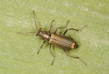 Clanoptilus strangulatus (was Malachius vulneratus) Copyright: Peter Harvey