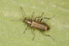 Clanoptilus strangulatus (was Malachius vulneratus)