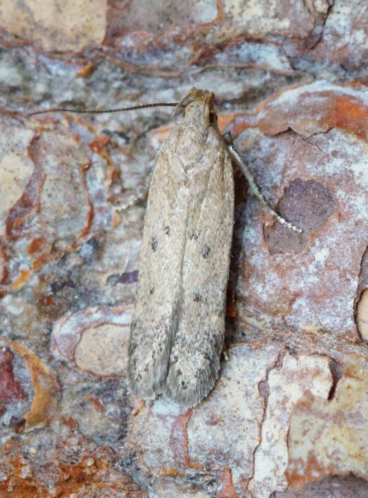 Bryotropha desertella Copyright: Ben Sale