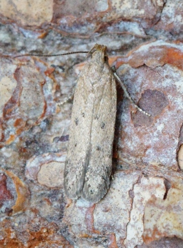 Bryotropha desertella Copyright: Ben Sale