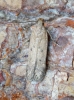 Bryotropha desertella Copyright: Ben Sale