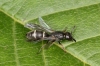 Microdynerus exilis 1 