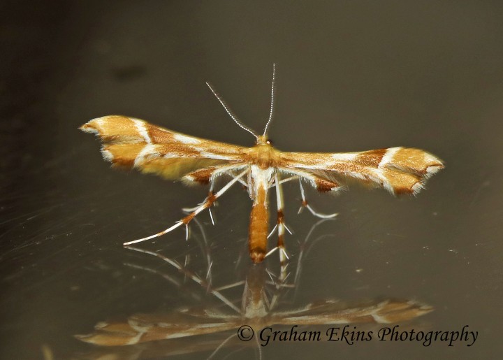 Cnaemidophorus rhododactyla   (Rose Plume) Copyright: Graham Ekins