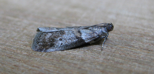 Acrobasis consociella. Copyright: Stephen Rolls