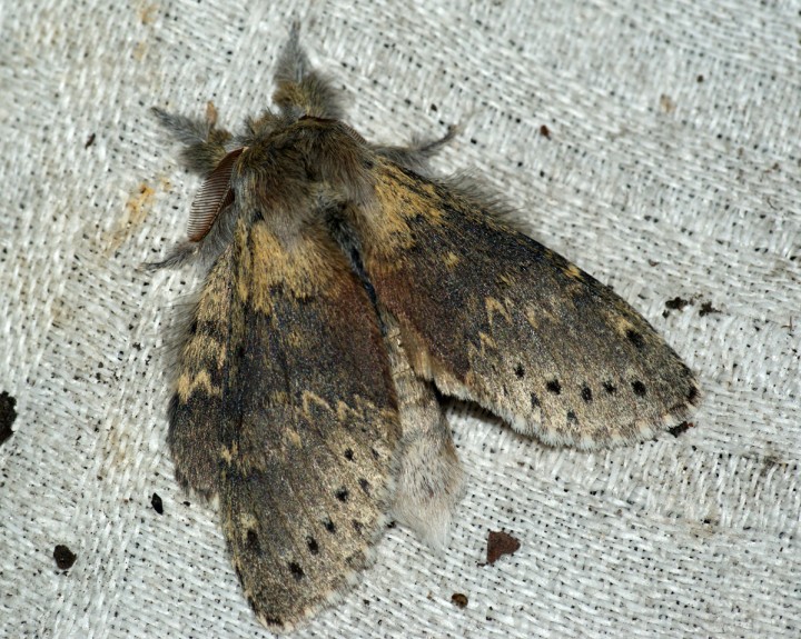 Lobster Moth 4 Copyright: Ben Sale