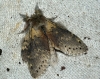 Lobster Moth 4