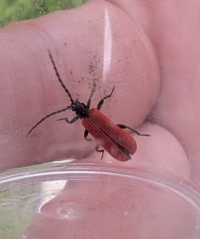 Platycis minutus Copyright: Pauline Bain (photo Robert Smith)