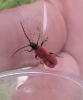 Platycis minutus