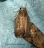 Porter's Rustic   Athetis hospes Copyright: Graham Ekins