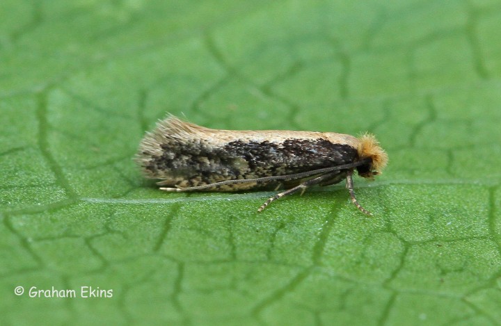 Monopis crocicapitella 2 Copyright: Graham Ekins