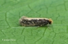 Monopis crocicapitella 2