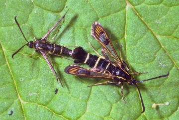 Mating currant clearwings Copyright: Peter Harvey