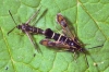 Mating currant clearwings Copyright: Peter Harvey