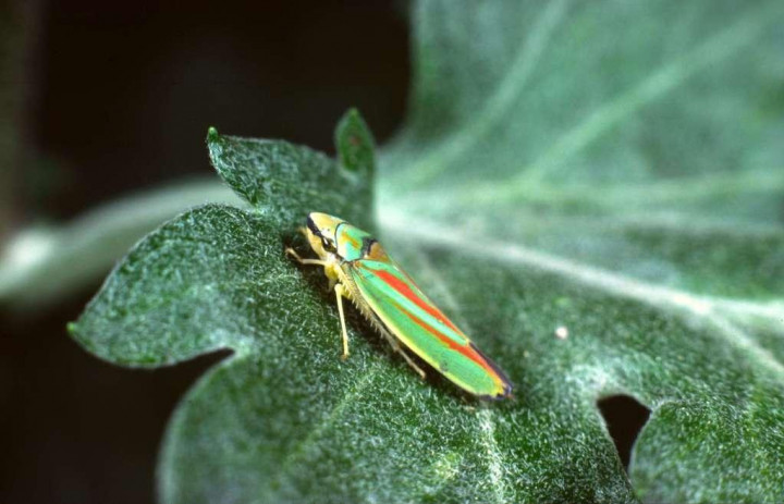 Graphocephala fennahi Copyright: Peter Harvey