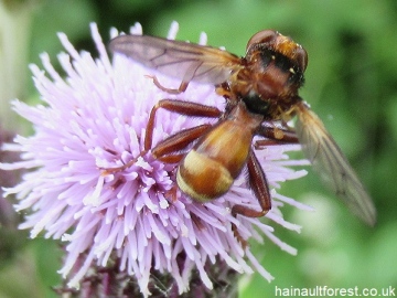 Sicus ferrugineus Copyright: Brian Ecott