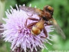 Sicus ferrugineus